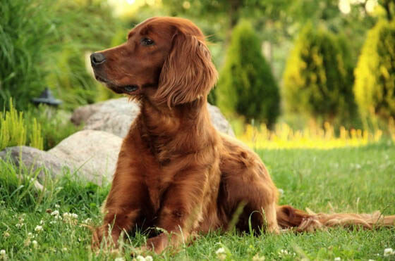 MOST CALM, LAID-BACK DOG BREEDS