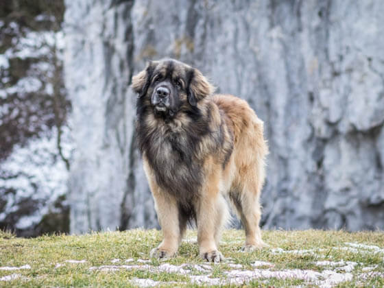 MOST CALM, LAID-BACK DOG BREEDS