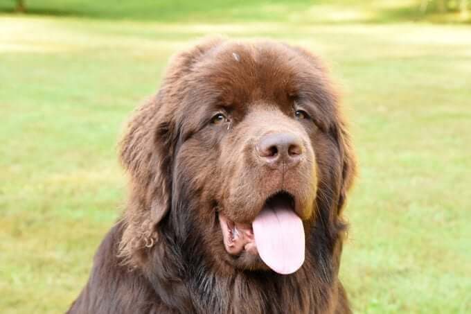 MOST CALM, LAID-BACK DOG BREEDS