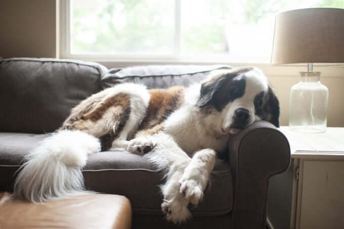MOST CALM, LAID-BACK DOG BREEDS