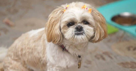 MOST CALM, LAID-BACK DOG BREEDS