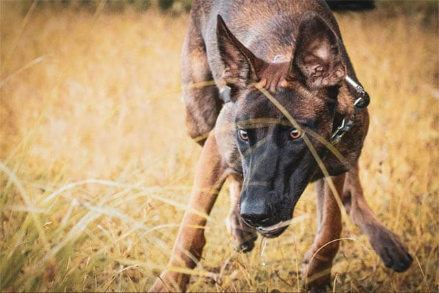 smartest dog breeds
