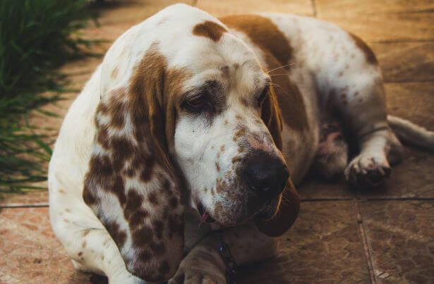 MOST CALM, LAID-BACK DOG BREEDS