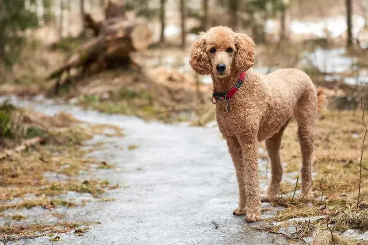 MOST CALM, LAID-BACK DOG BREEDS