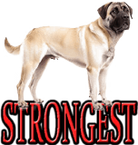 STRONGEST DOG BREEDS - DOGICA®