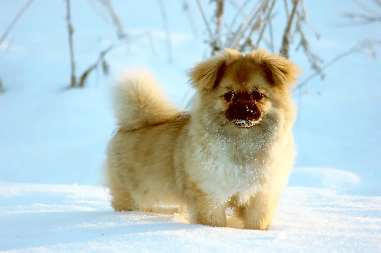 MOST CALM, LAID-BACK DOG BREEDS