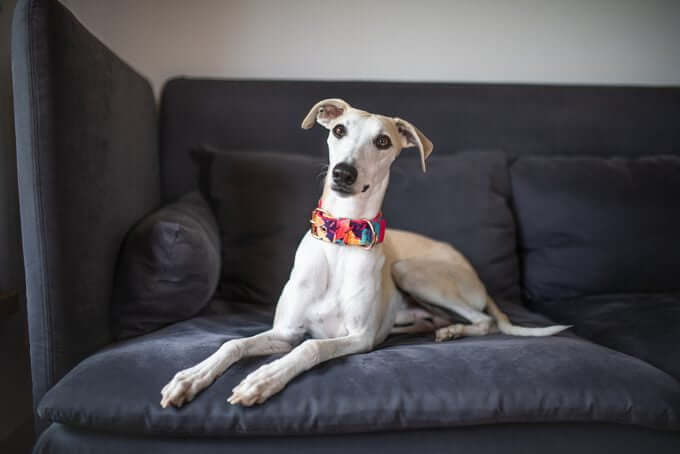 MOST CALM, LAID-BACK DOG BREEDS